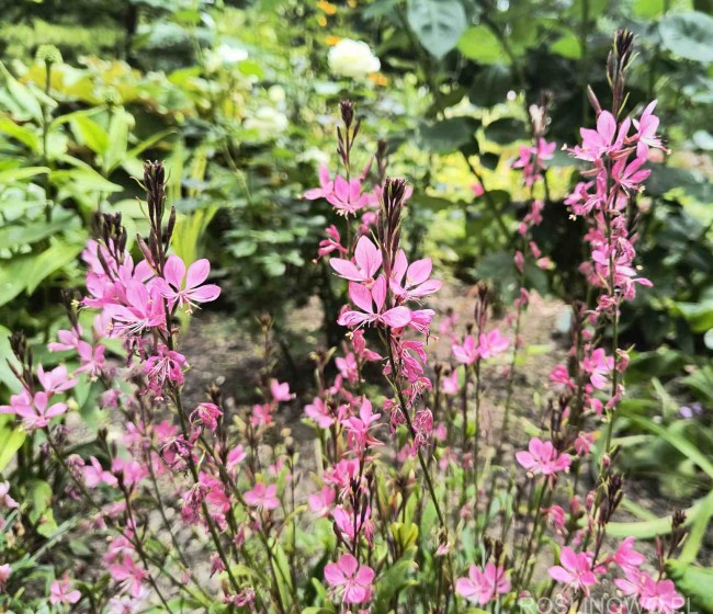 Gaura Lindheimera 'Passionate Blush (Gaura lindheimeri) kwiat różowy